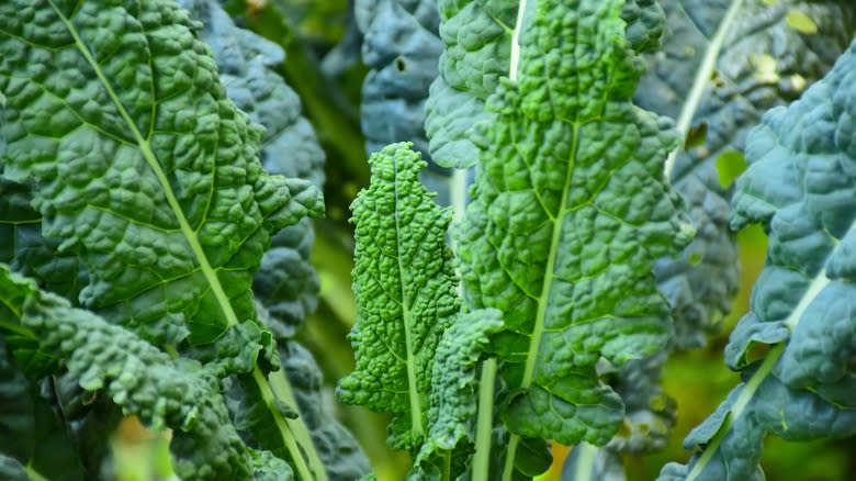 Green kale leaves