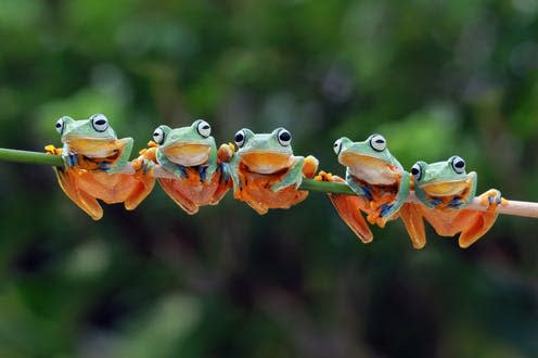   <span class="attribution"><a class="link " href="https://www.shutterstock.com/image-photo/beautiful-javan-tree-frog-sitting-on-1331257535" rel="nofollow noopener" target="_blank" data-ylk="slk:Kurit Afshen/Shutterstock;elm:context_link;itc:0;sec:content-canvas">Kurit Afshen/Shutterstock</a></span>