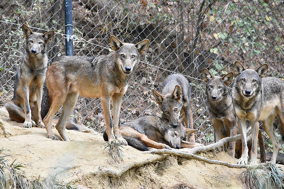 North Carolina is the only place on earth where red wolves can be found in the wild. There are less than 300 red wolves surviving around the world.