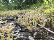 Stonecrop grows in a small limestone glade embedded within a bur oak savanna at Stones River Bend Regional Park in Nashville, Tenn., on June 2, 2020. These glades provide refuge for species that can't grow in deep soil. The area was originally part of vast patchwork of Southern grasslands that hang on today only in tiny remnants. (AP Photo/Travis Loller)