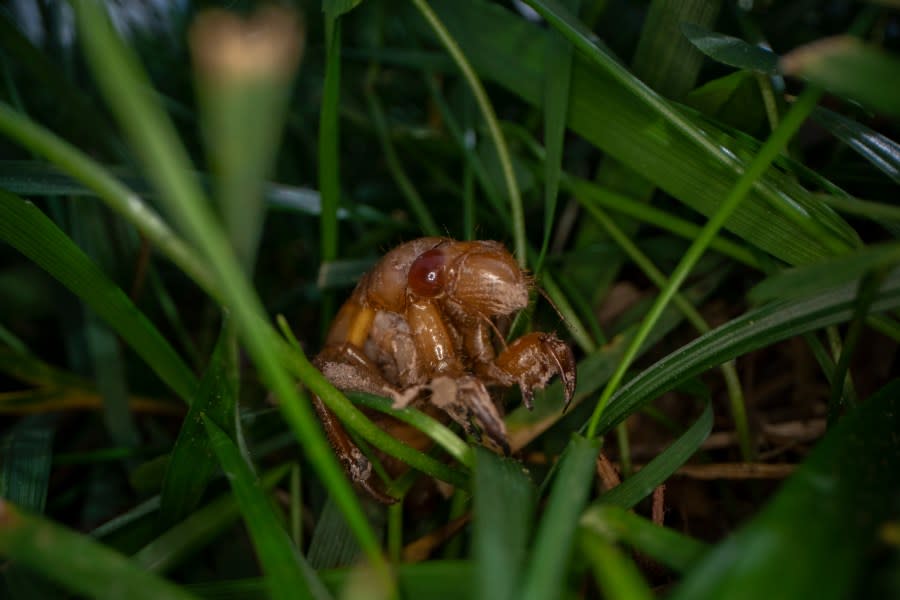 A cicada nymph moves in the grass, Sunday, May 2, 2021, in Frederick, Md. Within days, a couple weeks at most, the cicadas of Brood X (the X is the Roman numeral for 10) will emerge after 17 years underground. There are many broods of periodic cicadas that appear on rigid schedules in different years, but this is one of the largest and most noticeable. (AP Photo/Carolyn Kaster)