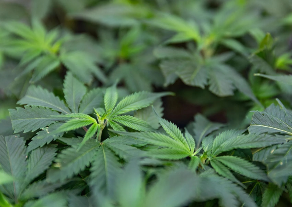 Marijuana plants at Prime ATC (now GraniteLeaf Cannabis) in Peterborough. Although cannabis is legal in New Hampshire for medicinal use, the state has not legalized its use recreationally.