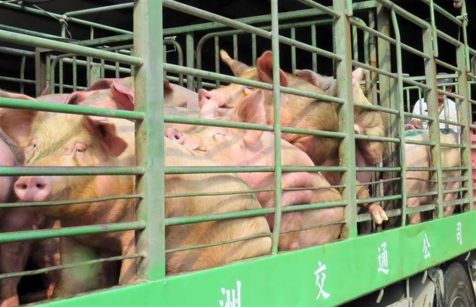 世界動物衛生組織（OIE）宣布列台灣（台、澎、馬，不含金門）為「不施打疫苗口蹄疫非疫區」，生鮮豬肉可望於下半年恢復出口。(中央社檔案照片)