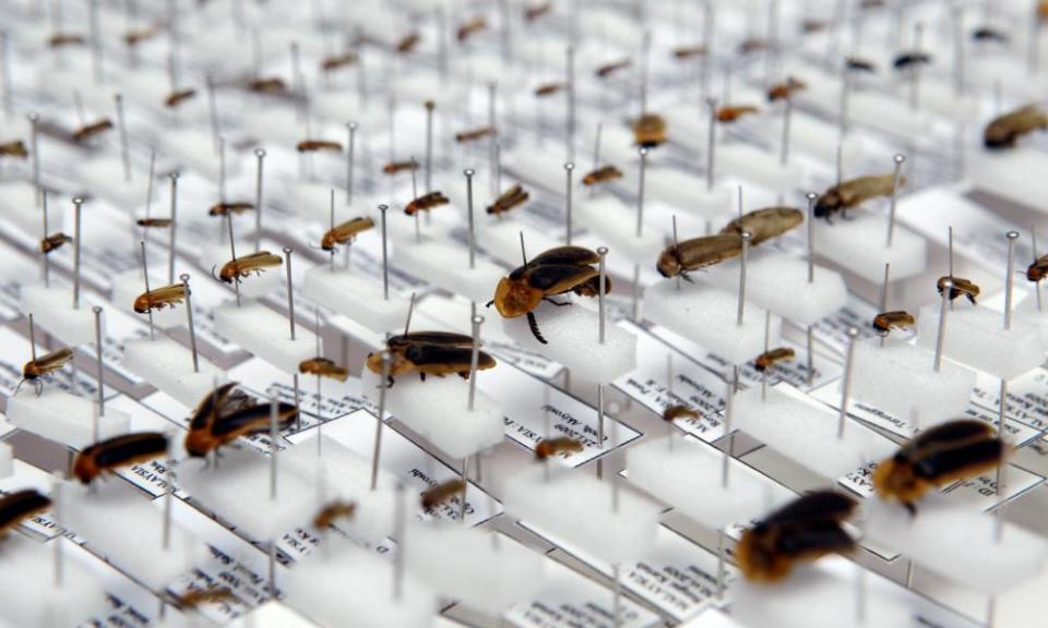 Different species of firefly on display at the Forest Research Institute in Kuala Lumpur.