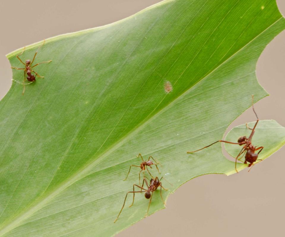 ants on leaf