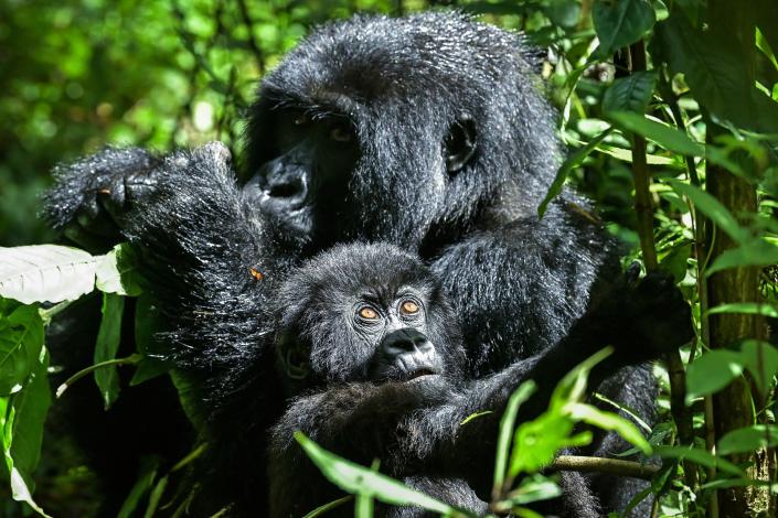 A female adult mountain gorilla sits between plants with her baby in the Volcanoes National Park, Rwanda