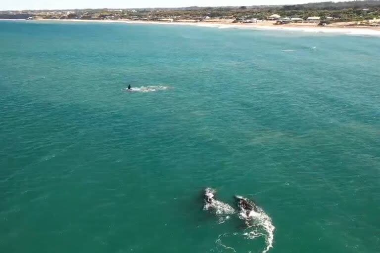 Tres ballenas fueron vistas a pocos metros de la costa de Mar del Plata y se volvieron las estrellas del día