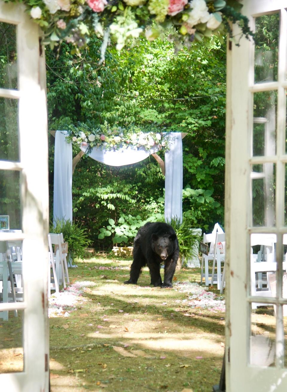 Bear walks down the aisle at Tennessee wedding. (Photo: Leah McMahon Edmondson / GypsySoul Photography)