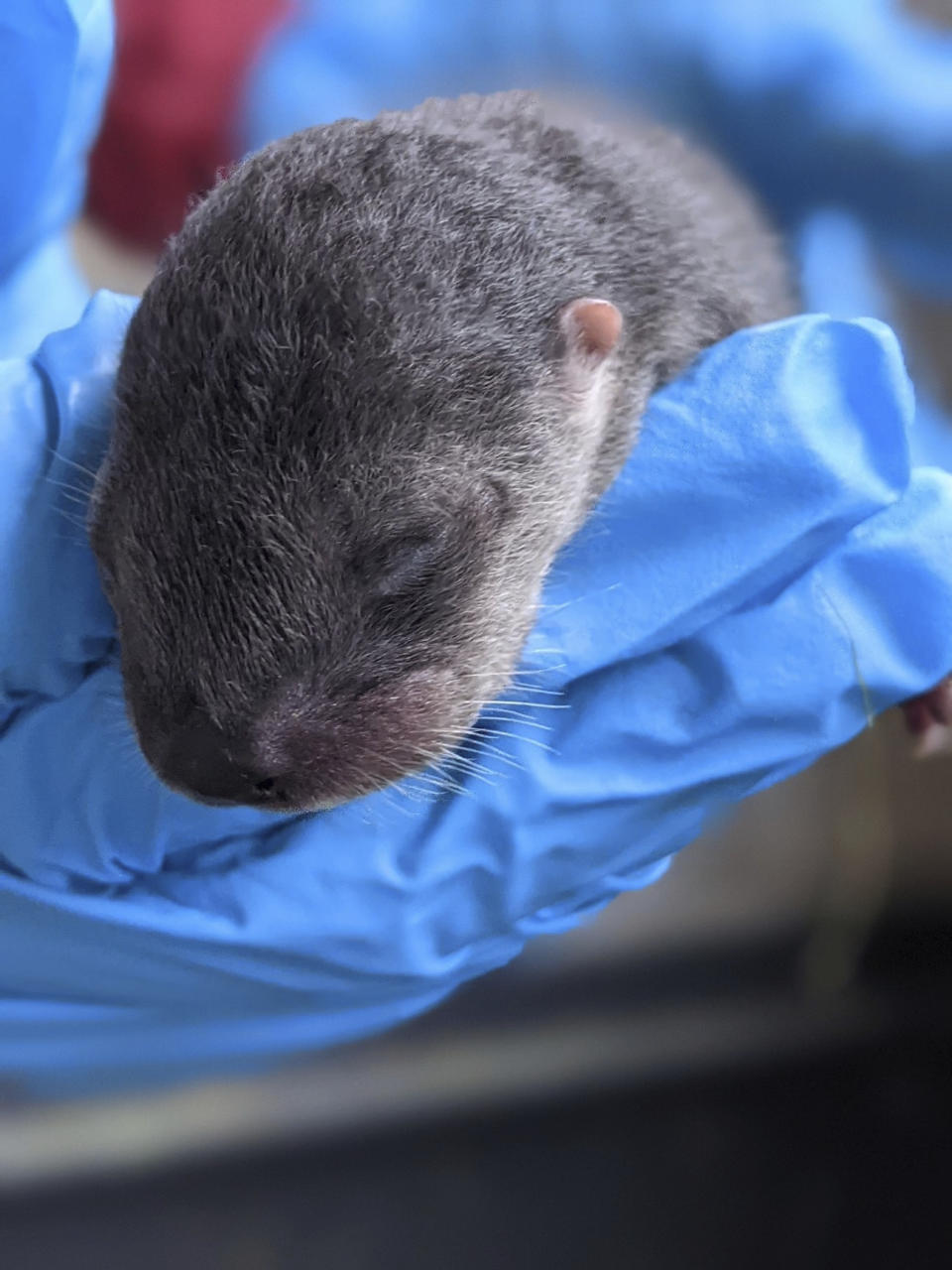 In this photo provided by Zoo Miami, a North American river otter pup, born on Friday, Feb. 5, 2021, is held at the zoo in Miami. Zoo Miami is celebrating the birth of three North American river otter pups. (Sean Juman/Zoo Miami via AP)