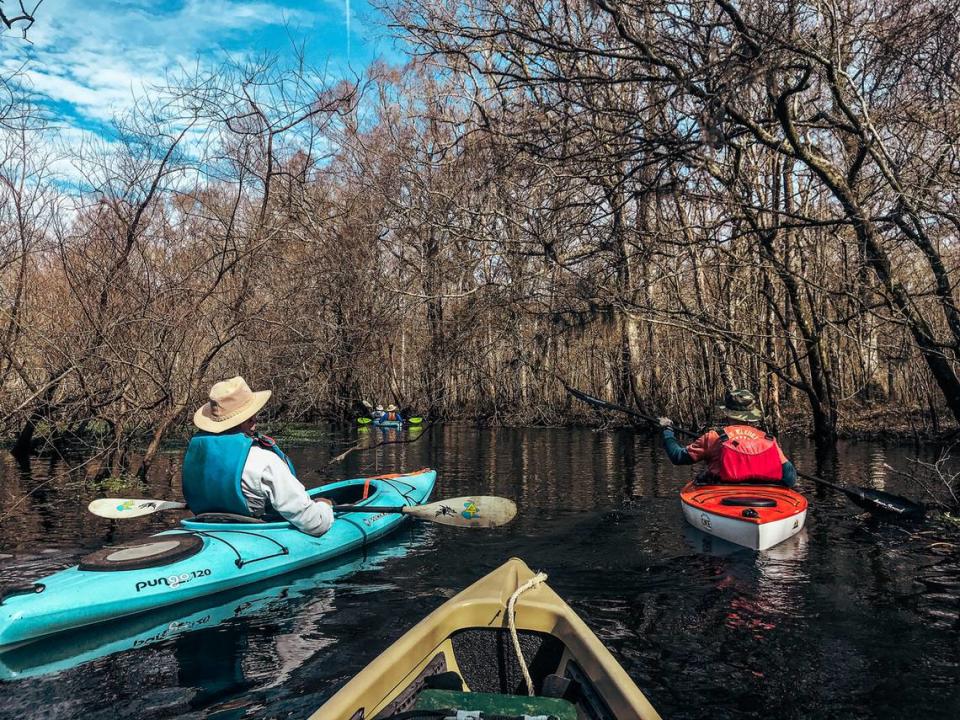 In the warm air of an early spring afternoon on the Edisto River near Jacksonboro, kayakers George Hancock of Beaufort and Jimmy Steinmetz of Hilton Head negotiate a willow brake and steer for clear water. This section of the lower river is relatively free of obstructions, but a kayaker or boater must keep vigilant. Matt Richardson/Special to The Island Packet and Beaufort Gazette