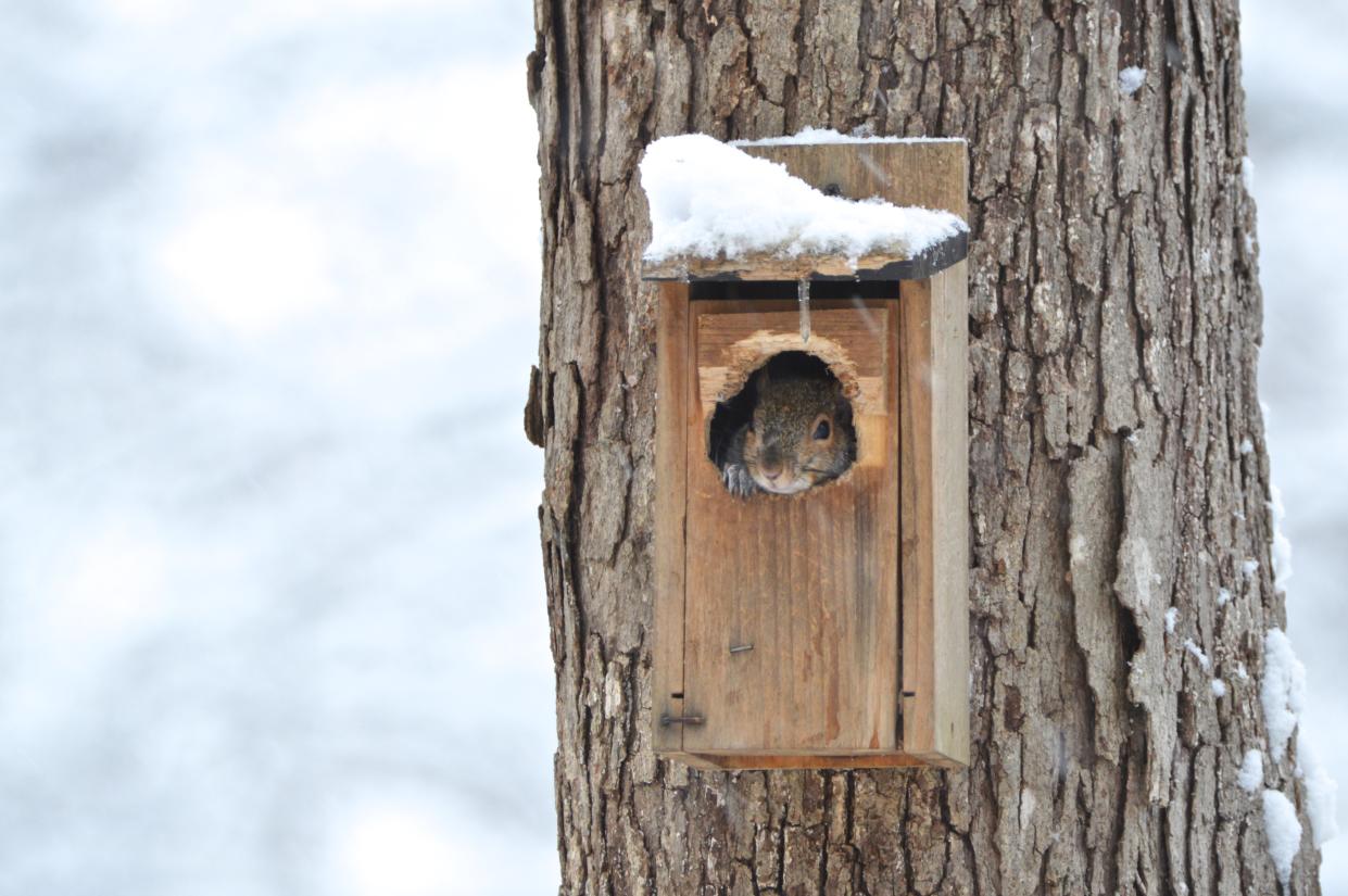 Zuflucht im Vogelhaus? Das muss nicht sein (Bild: Getty)