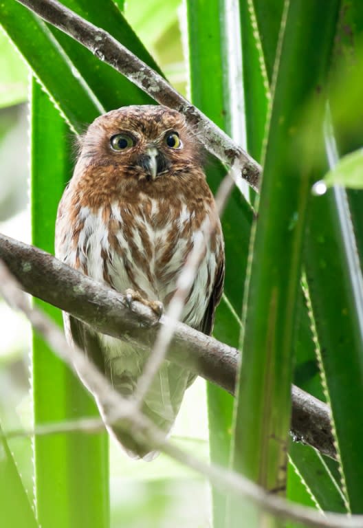 A Philippine hawk owl, seen in a forested area in Bislig, in the southern Philippines