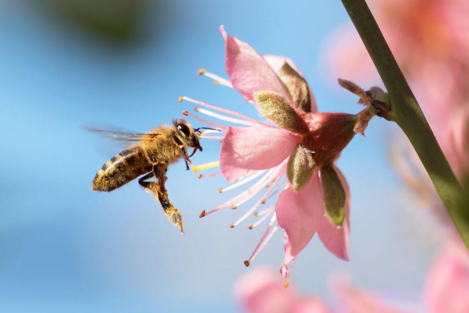 honey bee pollinating pink flower