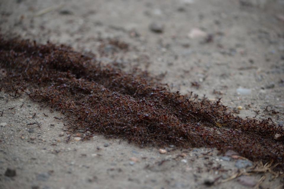 The new research found ants are distributed unevenly on Earth’s surface. Shutterstock