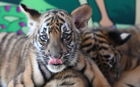 Hangzhou Safari Park is home to leopards, rhinoceros and tigers - Credit: Wang Gang/China News Service/VCG via Getty Images