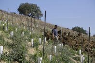 In this Wednesday, Nov. 6, 2019 photo, partner Bret Munselle of Munselle Vineyards walks down the hillside where he lost about half of the young vines he had planted before a fire raged through the upper part of his ranch in Geyserville, Calif. It could have been much worse if mature vineyards were more appealing to fire. Water-rich vines and grapes planted in plowed rows don't offer them much fuel, he said. "My family has lived on this property for 130 years," Munselle said. "We've never seen it burn from the tops of mountains to the valley floor." (AP Photo/Eric Risberg)