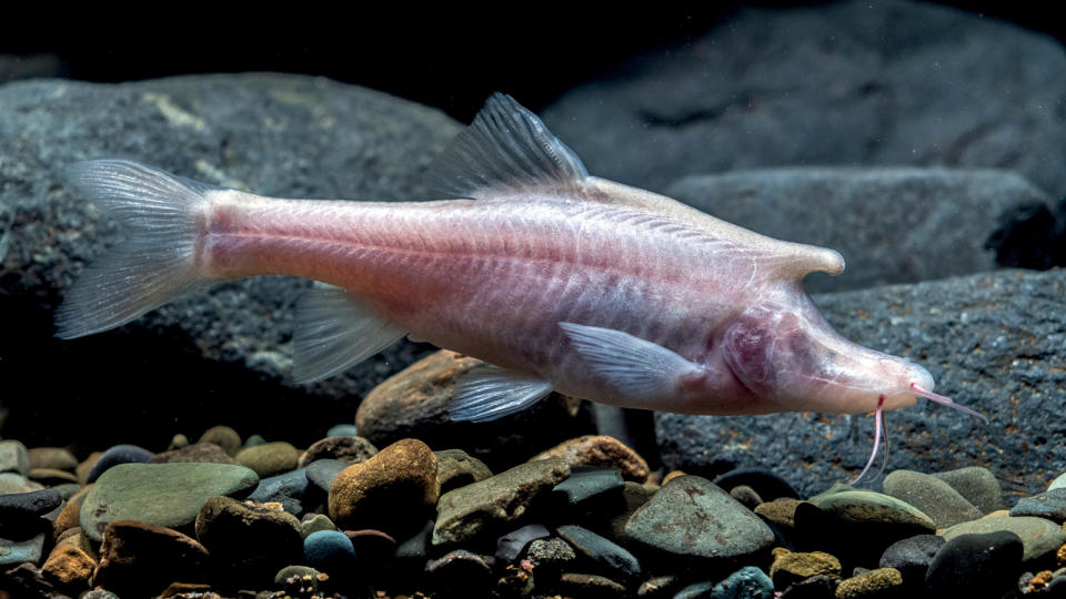 A living specimen of the new species, Sinocyclocheilus longicornus, in a laboratory tank.