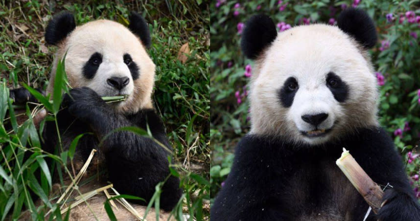 此為合成圖。10月17日，在中國大熊貓保護研究中心雅安基地，大熊貓「京京」（左）和「四海」在吃竹子。（圖／新華社資料照）