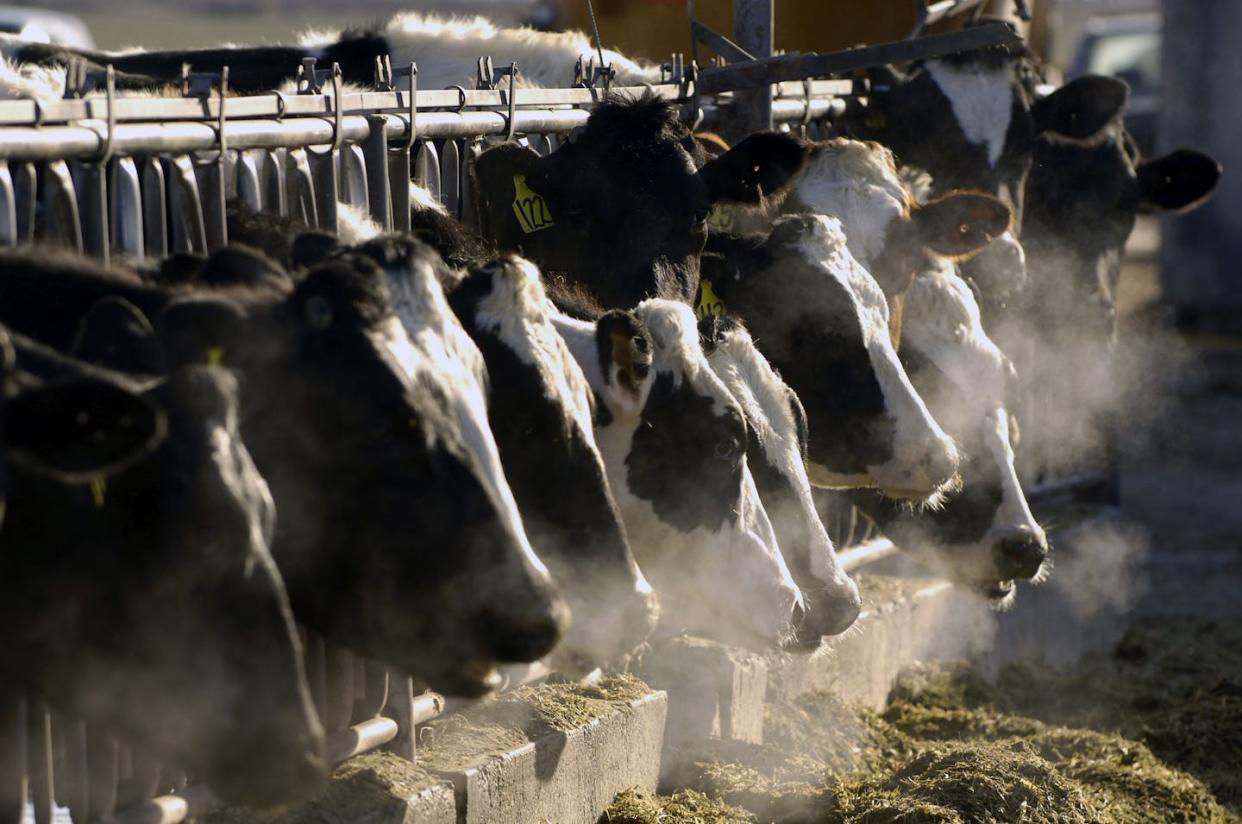 Cows typically get over avian flu in a couple of weeks, but it's an economic blow for farms. <a href="https://newsroom.ap.org/detail/BirdFlu-FoodSafety/ce85c1ddfe90466a801b036c2148c74d/photo" rel="nofollow noopener" target="_blank" data-ylk="slk:AP Photo/Charlie Litchfield;elm:context_link;itc:0;sec:content-canvas" class="link ">AP Photo/Charlie Litchfield</a>