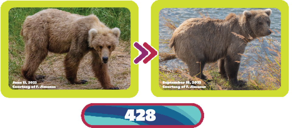 The transformation of Bear 428 from June to September 2023.  / Credit: F. Jimenez/National Park Service/Explore.org