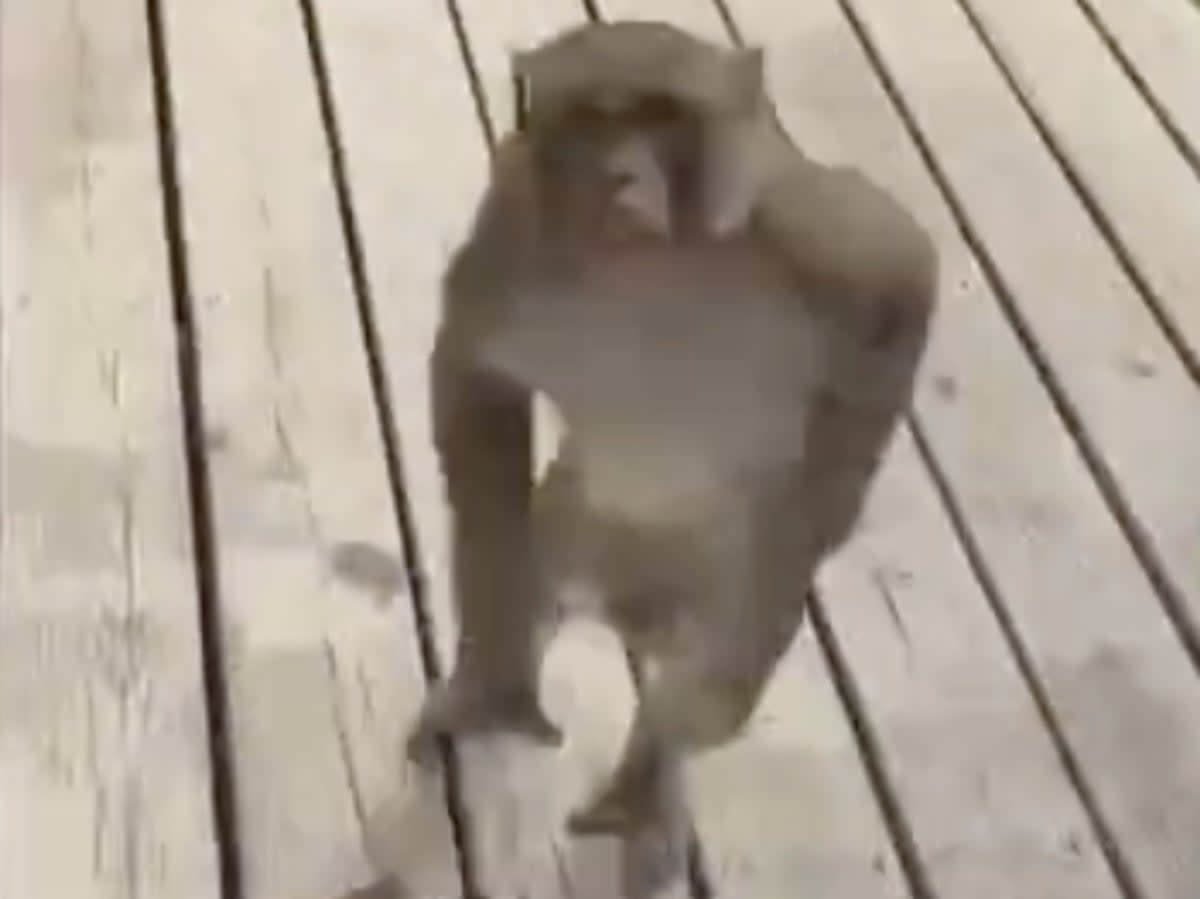 A monkey that reportedly attacked a woman, nearly ripping her ear off (screengrab/TikTok/user8720043437392)