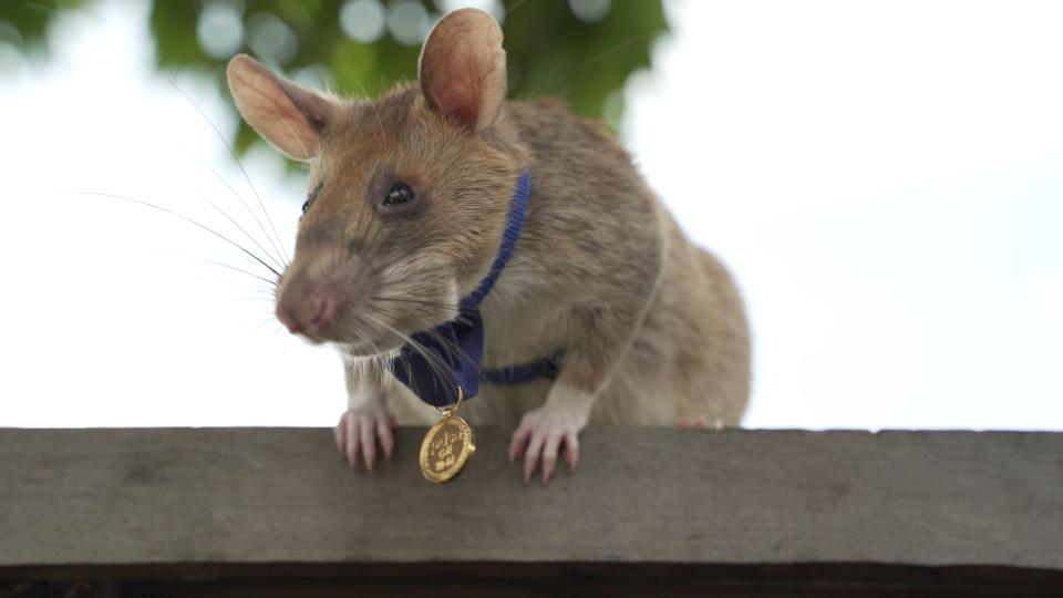 An undated handout picture released by UK veterinary charity PDSA on September 25, 2020 shows Magawa, an African giant pouched rat wearing his gold medal received from PDSA for his work in detecting landmines in Siem Reap, Cambodia.