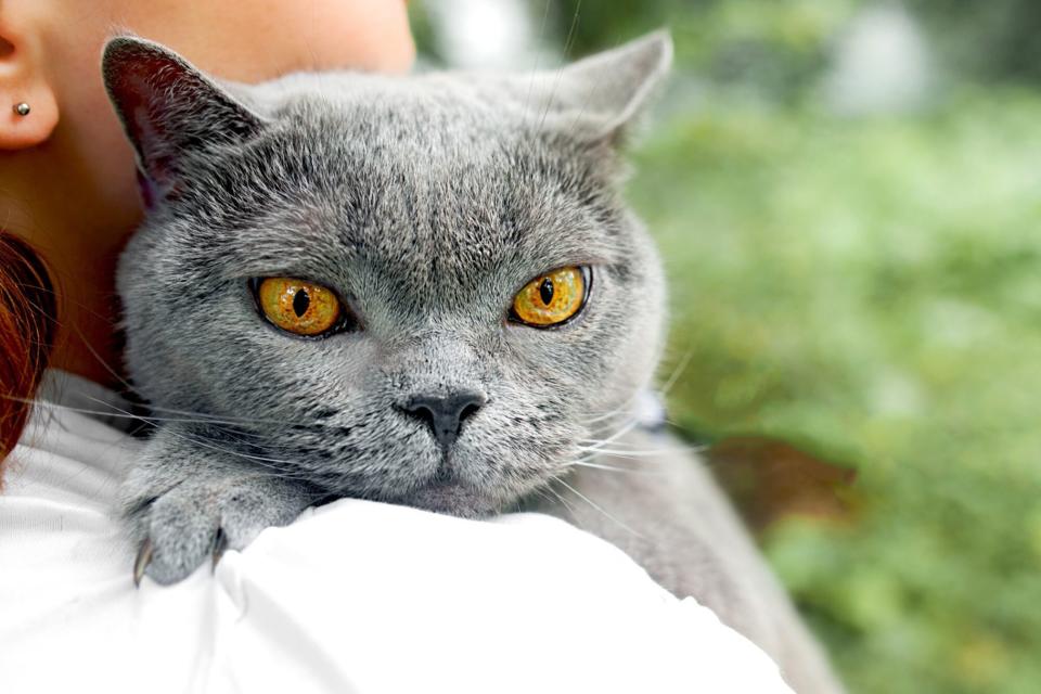 Girl cuddles grey British Shorthair on shoulder