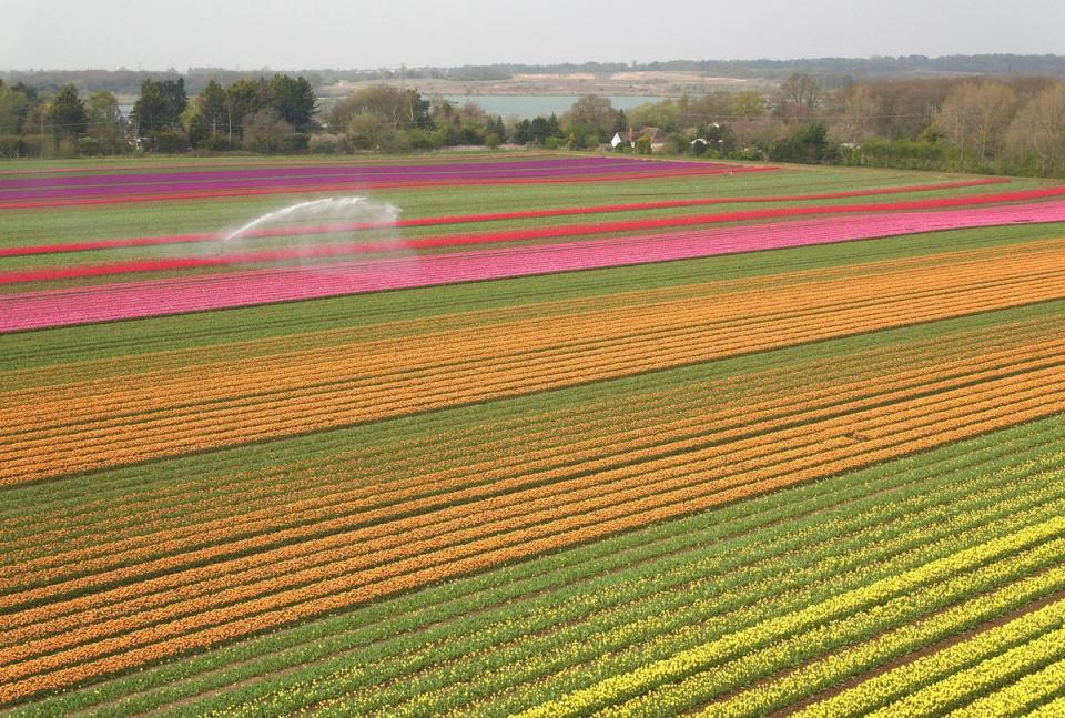 Tulips bloom in a field near King's Lynn in Norfolk (PA)