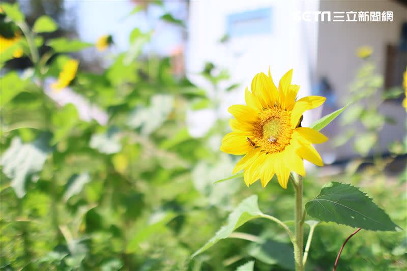 鳥語花香的「好好聚落」，是老後生活的實驗場域。（圖／記者鄭孟晃攝影）