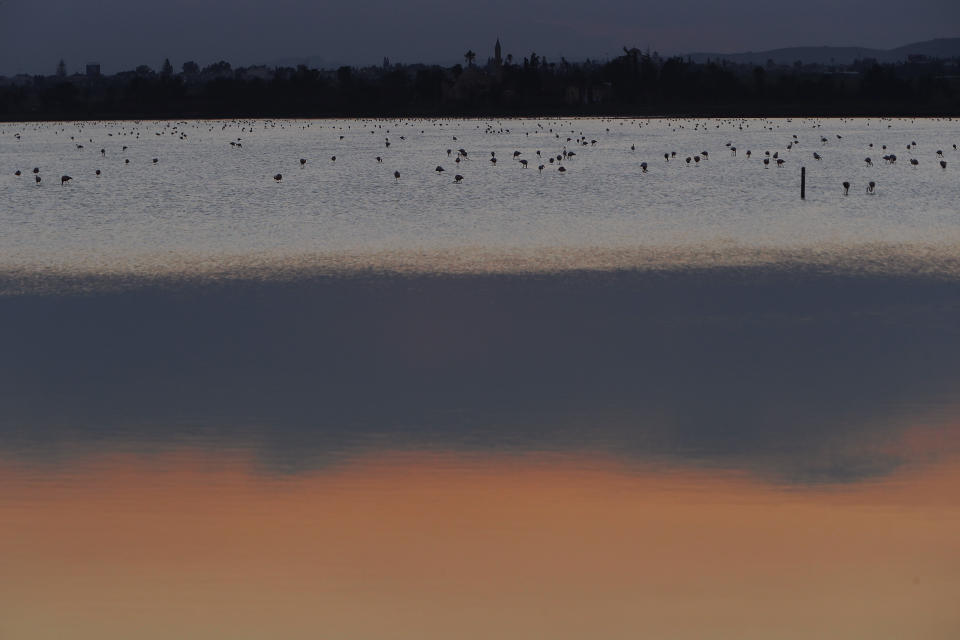Flamingos search for food at a salt lake in the southern coastal city of Larnaca, in the eastern Mediterranean island of Cyprus, Thursday, Dec. 28, 2020. Conservationists in Cyprus are urging authorities to expand a hunting ban throughout a coastal salt lake network amid concerns that migrating flamingos could potentially swallow lethal quantities of lead shotgun pellets. (AP Photo/Petros Karadjias)