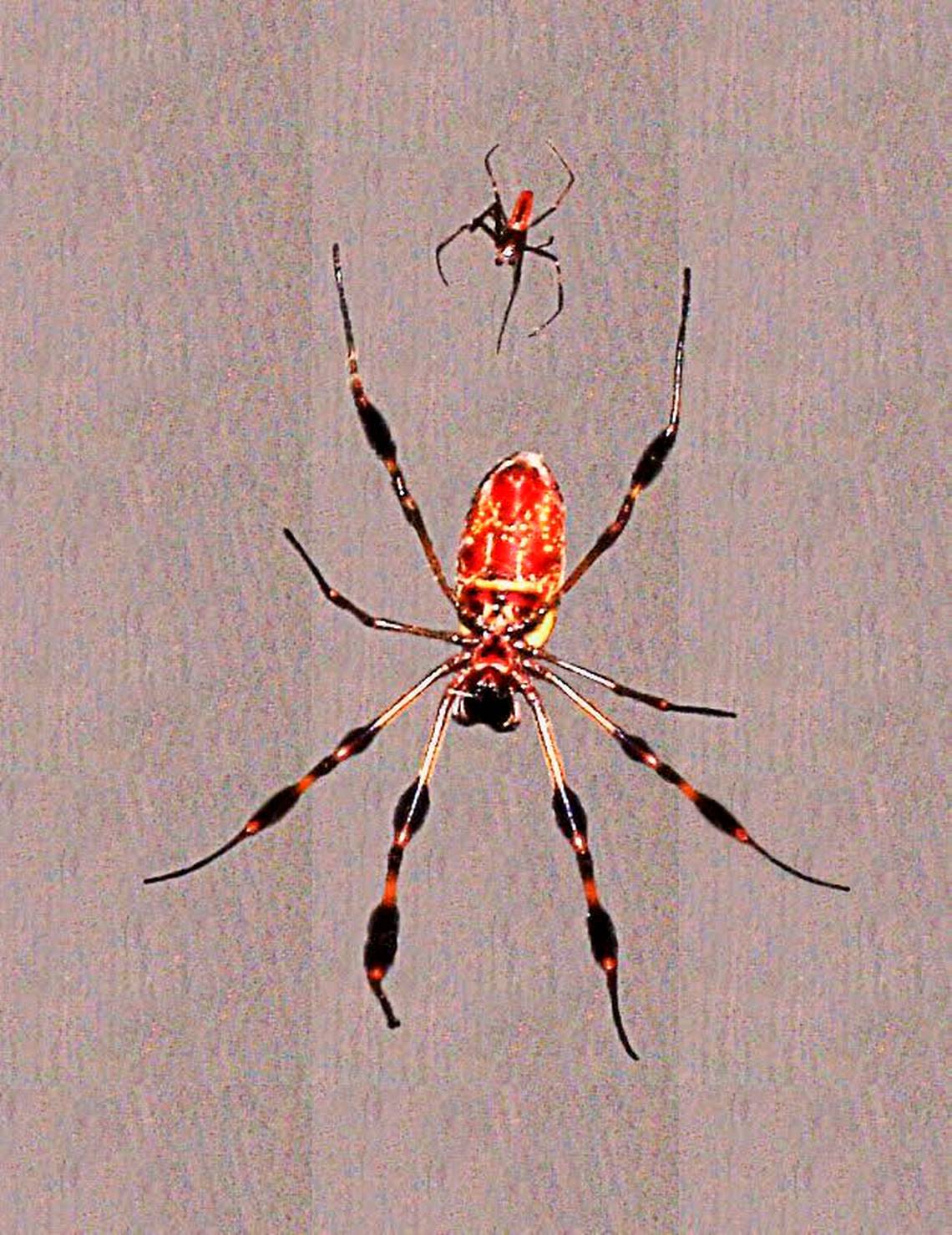 A female banana spider, at bottom, hangs in her web accompanied by a much smaller male. Males typically wait until the females are eating a trapped insect before attempting to mate, to reduce the chances of being consumed themselves.