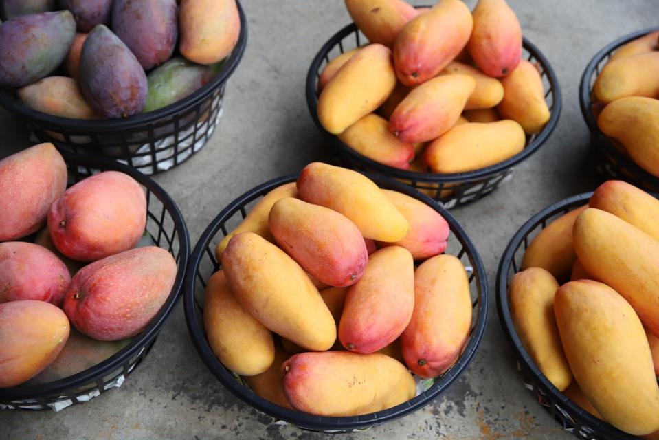 玉井青果集貨場裡待價而沽的芒果。（圖片來源：妮可魯）