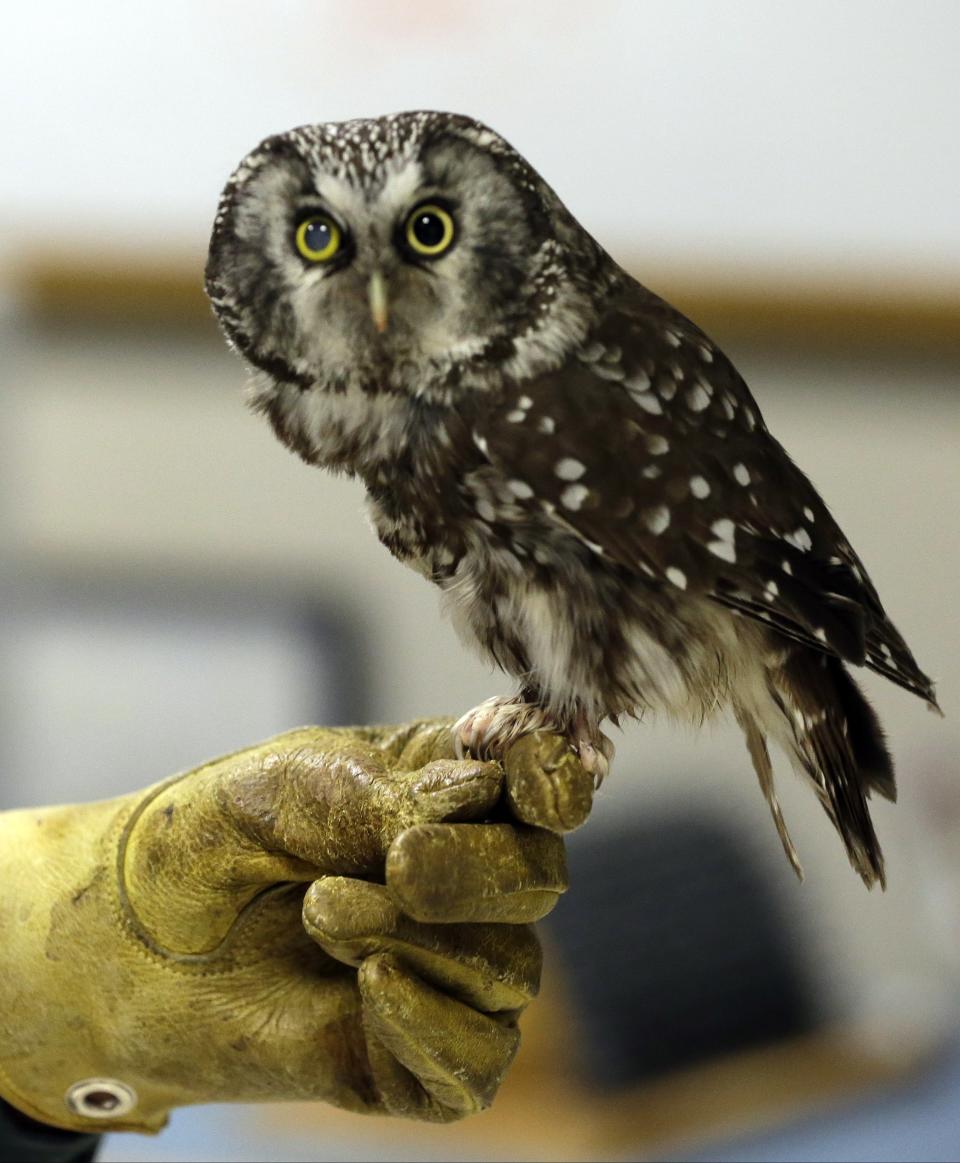 Boreas, an injured boreal owl, sits on a handlers hand, Wednesday, March 13, 2013, at the Raptor Center on the St. Paul campus of the University of Minnesota. The center listed about 30 owls as patients this week. It has been a tough winter for owls in some parts of North America. Some have headed south in search of food instead of staying in their northern territories. (AP Photo/Jim Mone)