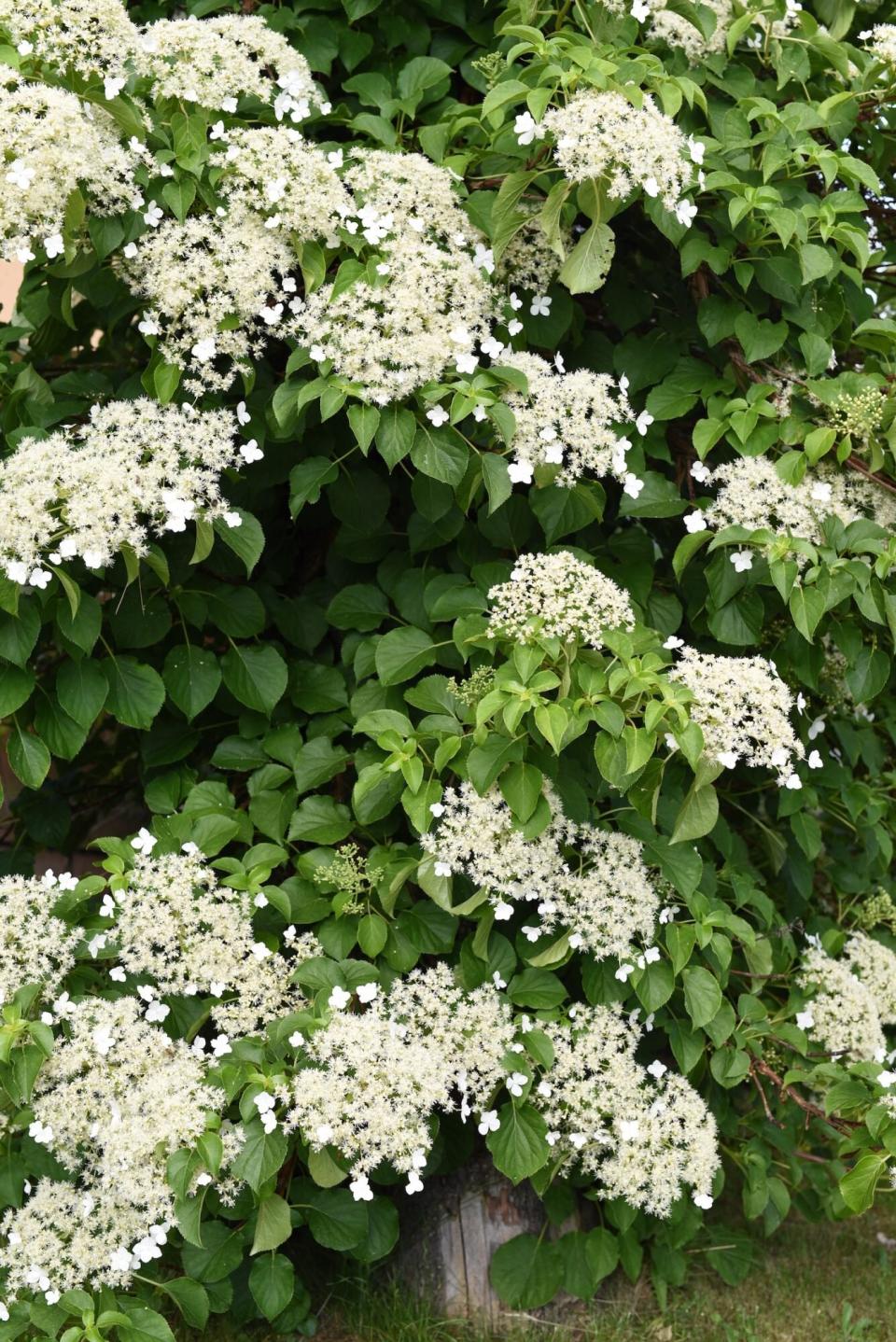 Climbing Hydrangea Flowering Vine