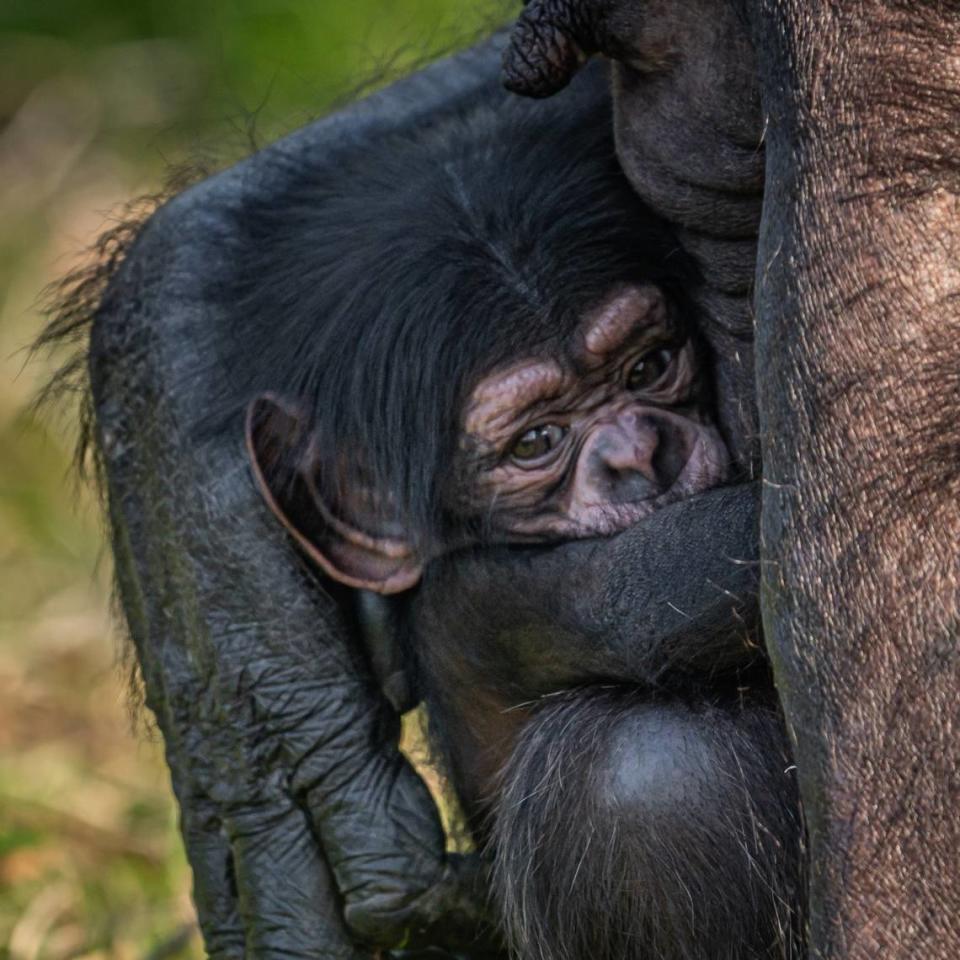 El bebé chimpanzé nació en zoológico de Inglaterra a la vista de asombrados visitantes. Zoológico Chester