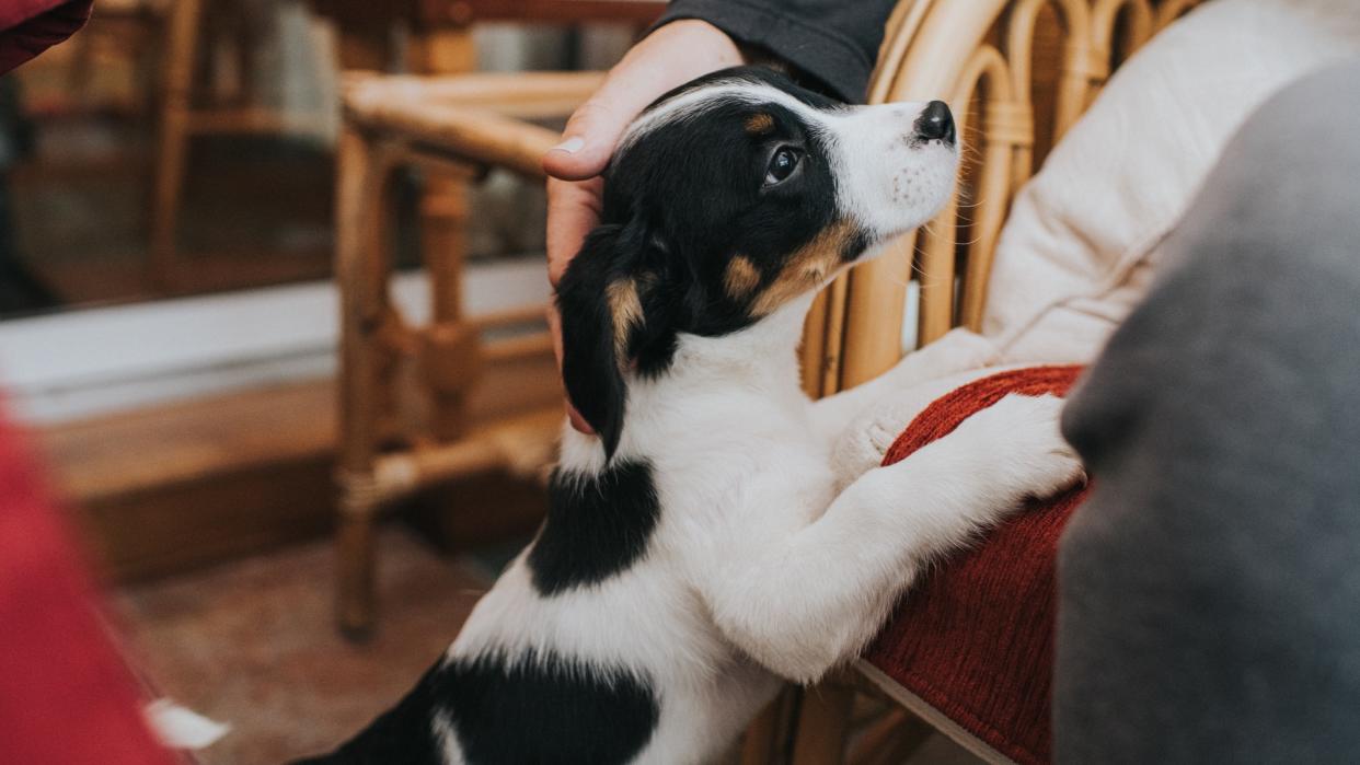  A puppy seeking attention from his human by putting his paws up on the sofa 