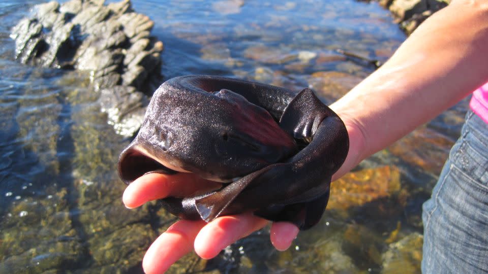 The puffadder shyshark, found only off the coast of South Africa, uses its tail to hide from predators.  - A. Mertens/Shutterstock