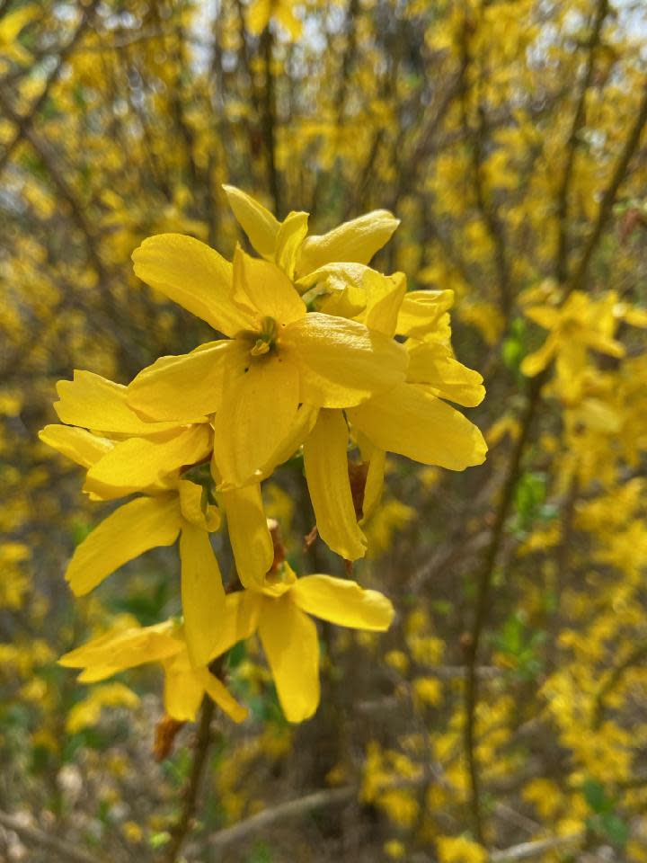 This close-up of a forsythia shrub in bloom is radiating much earlier than is normal for spring.