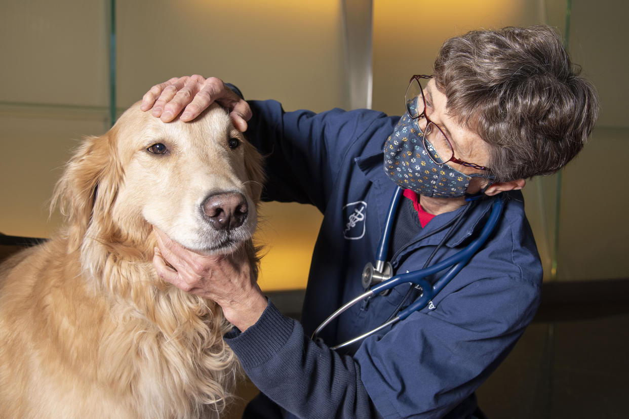 Dr. Lisa Shubitz, a veterinarian and research scientist at the Valley Fever Center for Excellence at the University of Arizona College of Medicine, led the efforts to develop a Valley fever vaccine for dogs. (Noelle Haro-Gomez / The University of Arizona Health)