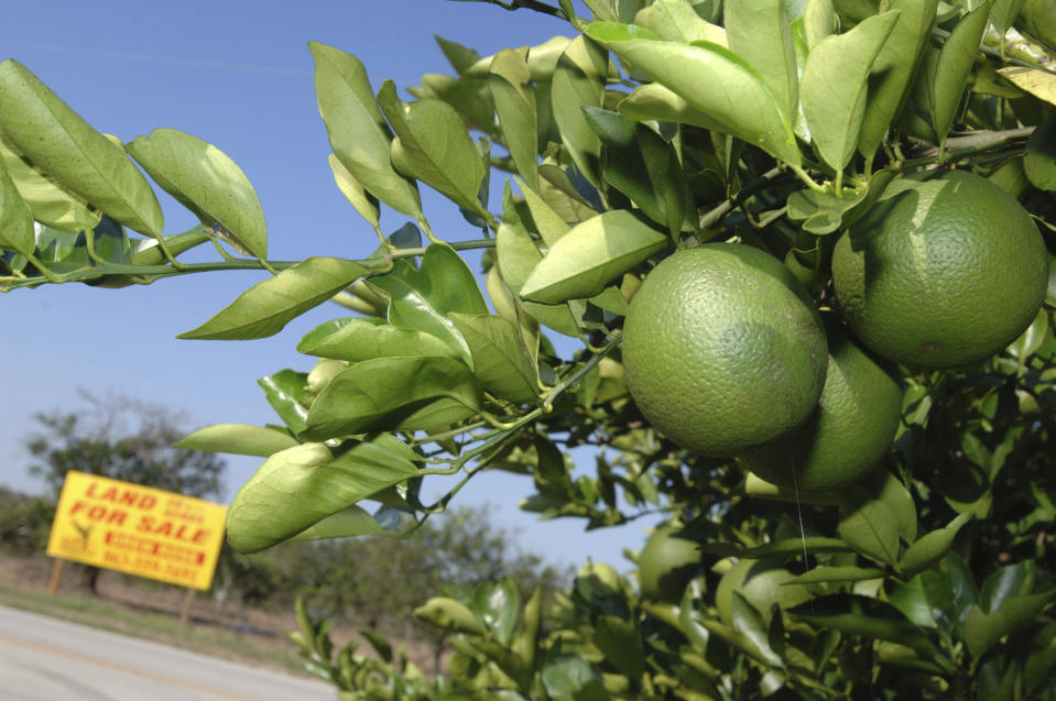 FILE - In this Oct. 12, 2007 file photo, a for sale sign sits among an acreage of orange trees in Bartow, Fla. More people moved to a county rich with citrus groves located between two of Florida’s most populous metros than in any other county in the U.S. last year. That's according to estimates released Thursday, March 14, 2024 by the U.S. Census Bureau. (AP Photo/Phelan M. Ebenhack, File)