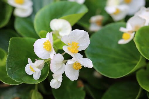 white flowers white flower names