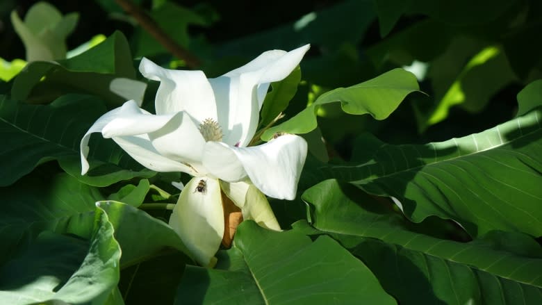 Steel magnolia: Florida native thriving in Ottawa man's garden