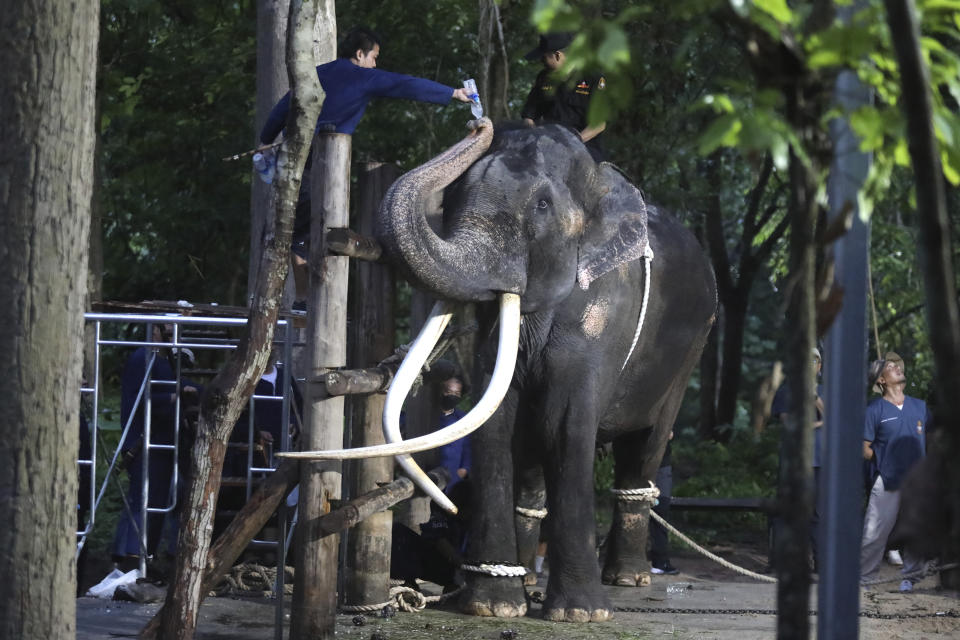 A veterinarian gives water to "Sak Surin," an ailing elephant that had allegedly not been well cared-for in Sri Lanka, which had received it as a gift from the Thai government, but was returned to its home country and taken to the Thai Elephant Conservation Center in Lampang province in northern Thailand on Sunday, July 2, 2023. (AP Photo/Nareerat Chaywichain)