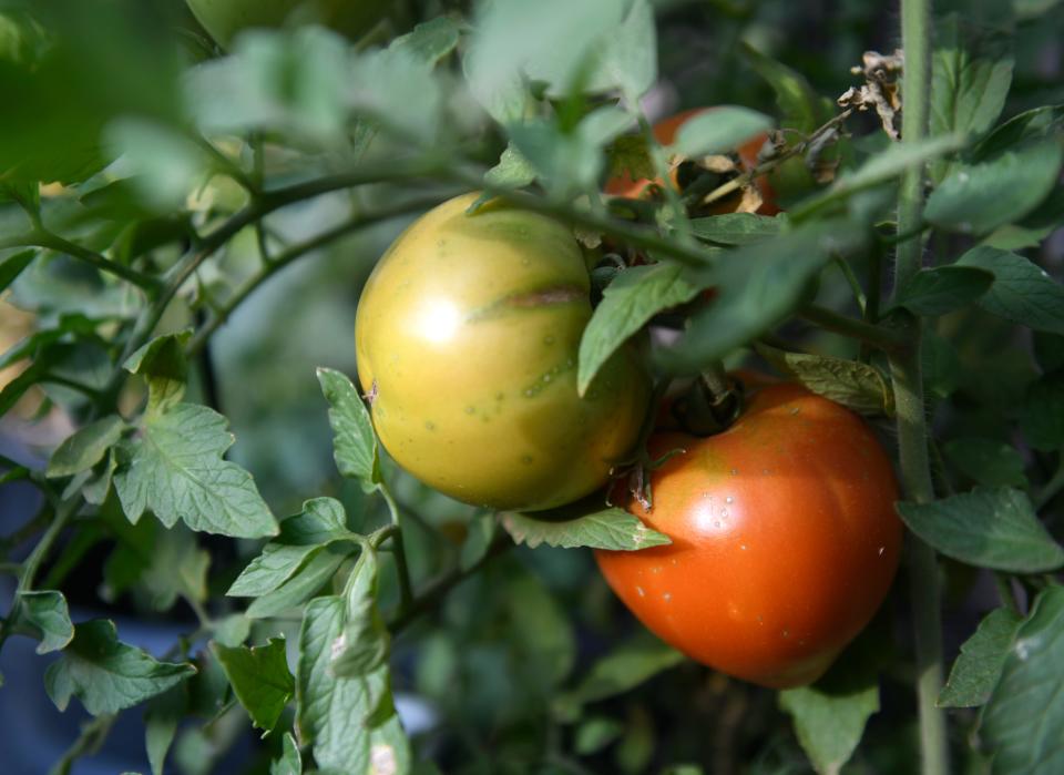 Tomatoes are seen in Fran Koch's garden, Friday, June 17, 2022. Koch's garden will be part of the second annual Lubbock Master Gardener's Hub City Garden Tour.