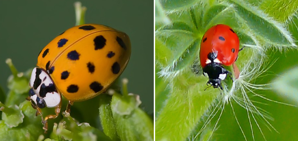 lady beetles