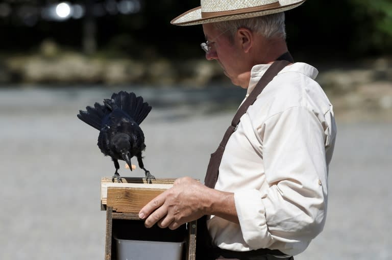 The intelligent birds have been trained to take small items of litter to a special wooden box in exchange for a tasty nugget of bird food