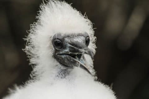 A baby Nazca booby waits impatiently for its dinner - Credit: GAVIN HAINES