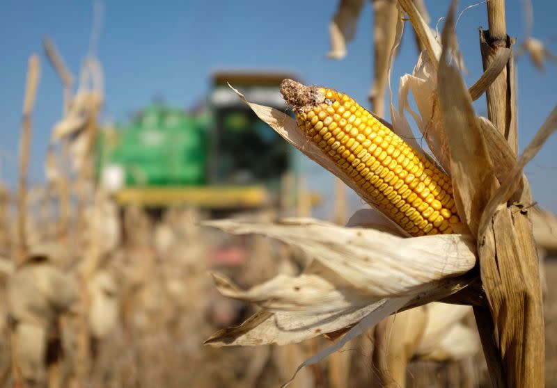 FILE PHOTO: A combine machine harvests corn in a field near the village of Moskovskoye