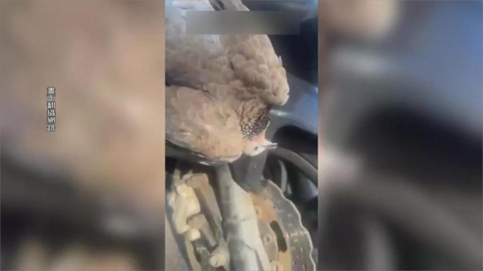 騎車遇「斑鳩碰瓷」卡車殼　騎士傻眼了