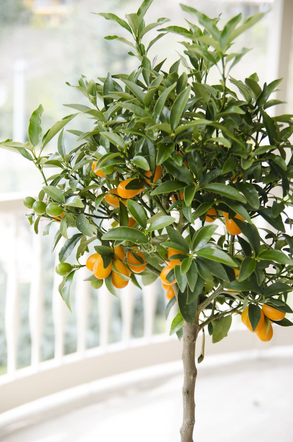 <p>You really don’t need a large garden or outdoor space to grow fruit trees. ‘Dwarf fruit trees are ideal as they never grow above 1.5 metres yet still produce a lot of fresh, flavoursome produce. Choose dwarf trees such as apricots, cherries, peaches and pears,' the experts recommend. </p><p>‘Varieties of columnar trees are also perfect for balconies as they grow in a narrow shape.’</p>